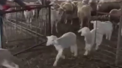 Koyunların demir kapısı açıldı. İçeride sürü halinde duran koyunlardan sadece küçük olanları 1 1 1 dışarı çıktı. Bunun nedeni var - Resim : 1