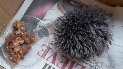 Hayvansever hayatının şokunu yaşadı! Kirpi zannetti veterinere götürdü: Gerçeği öğrenince ne yapacağını şaşırdı - Resim : 1