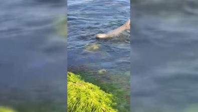 Türkiye'nin vahşi doğasında her yerden aranan yabani hayvan, Sinop'ta ortaya çıktı. Vatandaş hemen kamerasına sarıldı - Resim : 1