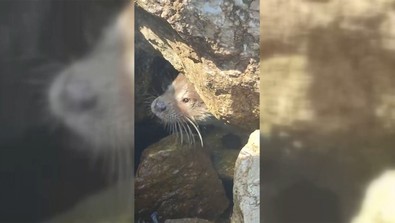 Türkiye'nin vahşi doğasında her yerden aranan yabani hayvan, Sinop'ta ortaya çıktı. Vatandaş hemen kamerasına sarıldı - Resim : 2