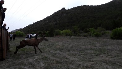 Bursa'da kocaman ahşap sandıklara koyup Gümüşhane'ye getirdiler. Burada onlara çok ihtiyaç vardı. 1.129 kilometreyi tek bir amaç için geldiler - Resim : 2