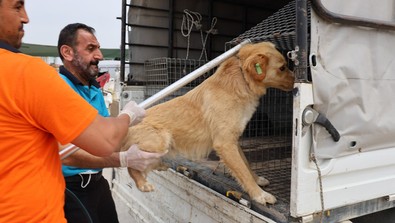 Ölümcül ve tedavisi yok! Tek çözüm aşı olmak, temas yoluyla bulaşıyor, uzmanlar uyarıyor! - Resim : 2