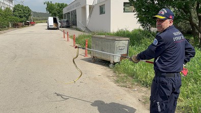Türkiye'nin başına bela olan o hayvan bu kez Bursa'da bir polis otomobilinden çıktı! Polis memurları acilen başka birimi aradı - Resim : 1