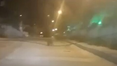 Kastamonu'da gece şehir merkezine indi. Herkes o hayvana dikkat etsin. Canı evlere misafir olmak istiyor - Resim : 1