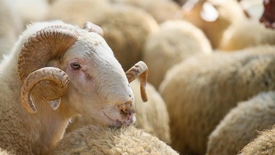 Kurbanlıklar cep yakıyor! Vatandaşlar ucuz et alabilmek için sabaha karşı Et ve Süt Kurumu önünde kuyruğa giriyor - Resim : 1
