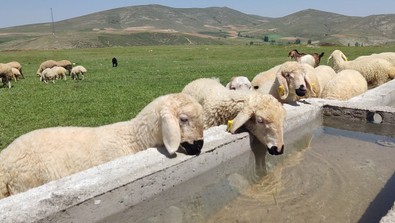 Hayvancılıkla uğraşan herkes bu haberi bekliyordu! Tarım ve Orman Bakanlığı harekete geçti. Zayıf olanların hepsi tek tek ıslah edilecek - Resim : 2