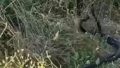 Elazığ'da yol kenarında aniden belirdiler! İkisi aynı anda amansız danslarını yapmaya başladı... Tam 2 metre boyunda - Resim : 1