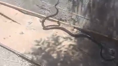 Siirt'te sokak ortasında aniden belirdi! Yolda yürürken onu fark eden vatandaş hemen fotoğrafını çekti... 1.5 metre uzunluğunda - Resim : 1