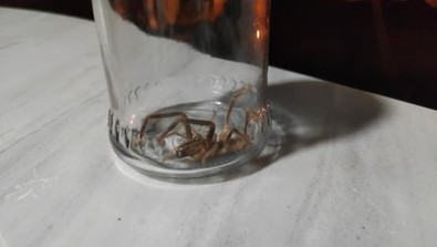 Hakkari'de evinin bahçesinde dünyanın en güçlü zehrine sahip et yiyen canlıyı görüp kavanoza koydu. 1 metre zıplıyor - Resim : 1