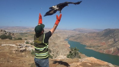 Siirt'te milli parkın ortasında bitkin halde gökyüzünün kralı, tedaviye alınmıştı. 1 hafta süren tedavinin ardından yaşam alanına bırakıldı - Resim : 1