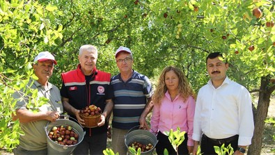 Isparta'da bahçelerde hünnap hasadı başladı. Bir ağaçtan yaklaşık 35 kilogram çıkıyor - Resim : 1