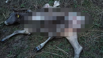 Samsun'da besiciler, yabani hayvanların tehdidi altında! Çok sayıda besi hayvanı telef oldu - Resim : 1