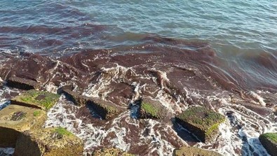 Tekirdağ'da kızıl alarm: Marmara kıyıları kızıl yosunlarla kaplandı! - Resim : 1