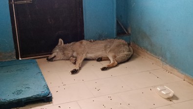 Bitlis'in yol kenarında yaralı halde bulundu. Doğanın vahşi yırtıcısı yeniden salınacak - Resim : 2