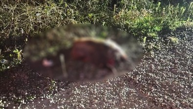 Yola aniden fırlayan domuz kazaya neden oldu! Otomobil şarampole uçtu - Resim : 1