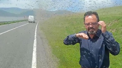 Ürküten sivrisinek istilası! Çıldır Gölü'nde film gibi kareler! Sürücüler zor anlar yaşadı - Resim : 1