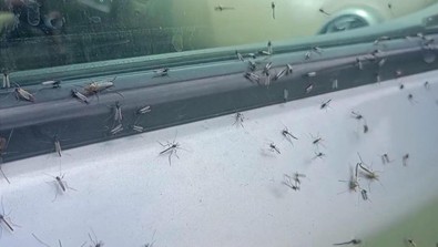 Ürküten sivrisinek istilası! Çıldır Gölü'nde film gibi kareler! Sürücüler zor anlar yaşadı - Resim : 2
