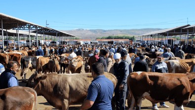 Denizli, Elazığ, Kars'ta aynı anda görüldü, devlet yetkilileri hemen devreye girdi... Tüm hayvan pazarları kapatıldı - Resim : 1
