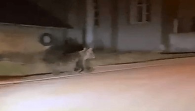 Antalya, Isparta ve Muğla'dan sonra şimdi de Bolu'da ortaya çıktılar... Gece vakti köye kadar indiler... Köy sakini hemen kamerasını açtı - Resim : 2