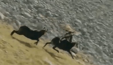 Aç kartal dağ keçisini sırtından yakaladı... Ancak keçinin kurtulmak için çok tehlikeli bir yöntemi vardı - Resim : 1