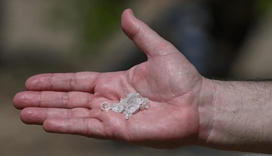 10 yıl önce dikilmişti! Urla'da sakız ağacından ilk hasat yapıldı - Resim : 1