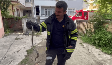 Tokat’ta yılan evin bahçesine kadar girdi…Ev sahipleri hemen ekiplere haber verdi - Resim : 2