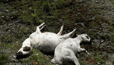 Türkiye'de korkunç olay... Kıyametin ayak sesleri resmen bu... Bir yandan başka bir şey yaşanırken, diğer yandan 98 tanesi titreye titreye öldü - Resim : 2