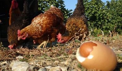 Yumurtanın içinden yumurta çıktı! - Resim : 1