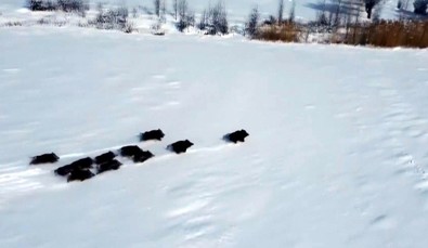 Türkiye'de her geçen gün çığ gibi büyüyen doğanın süper istilacısı bir kez daha sürü halinde ortaya çıktı. İstilası korkunç olacak - Resim : 1