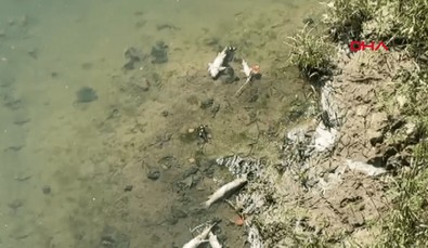 Bartın'da debisi düşen ırmakta meydana gelen balık ölümleri tedirginliğe yol açtı - Resim : 1