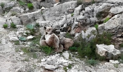 Doğanın vahşi yaratığı Tunceli'de yavruları ile en özel anında görüntülendi! Ne de olsa o da bir anne... Korkunç yaratık, yürekleri ısıttı - Resim : 1