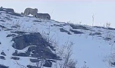 Ardahan'da doğanın kralı beyazlar içerisinde ortaya çıktı! Karşısında hiç affetmeyeceği bir rakip vardı. Tuttu bırakmadı - Resim : 1