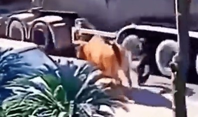 İnek koca cüssesiyle yolda sakin sakin yürürken korkunç bir şey yaptı. Cansız bedeni dümdüz oldu - Resim : 1