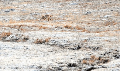 Kars, Ardahan ve Erzurum'daki tüm çiftçilere eş zamanlı uyarı! Kabusunuz geri döndü. Şimdi zayıf ama çok güçlenecek - Resim : 1