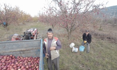 Antalya'da çiftçi babasını 'Dronlar, köylülere saldırıyor' diye korkuttu. Ardından aldığı dronu tarlada çalışan babasının yanına yolladı. O anlar güldürdü - Resim : 1