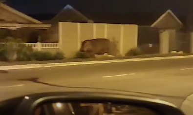Sokağında ayı, yılan, maymun gören oldu da bunu gören daha önce olmadı. Vahşi doğadan kavgadan kaçıp geldi, şehrin ortasına sığındı - Resim : 2