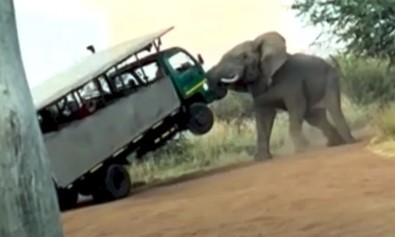 Güney Afrika'da safari kamyonuyla geziye çıkan turistler, hayatları boyunca unutamayacakları bir an yaşadılar. Dünyanın en büyük canlısından unutulmaz bir anı - Resim : 1
