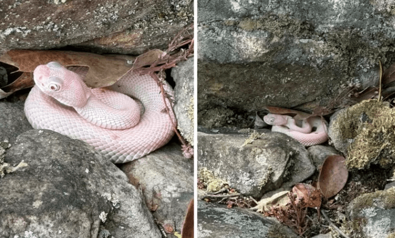 Dağda yürüyen adam, onu kayalıkların arasına gizlenmiş gördü. Tarihe geçecek deyip hemen fotoğraf çekti - Resim : 1