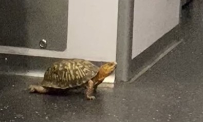 Metroda sürpriz yolcu... Metrodan inip yürümeye başlayınca bir anda tüm yolcular ona doğru bakmaya başladı - Resim : 1