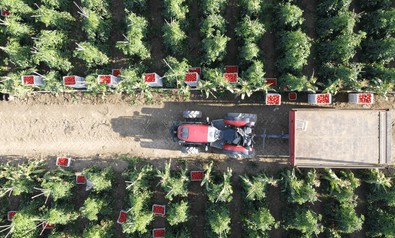 Bilecik'te 800 metre rakımda yetiştiriliyor! Domates hasadına başlandı, Kasıma kadar devam edecek - Resim : 2