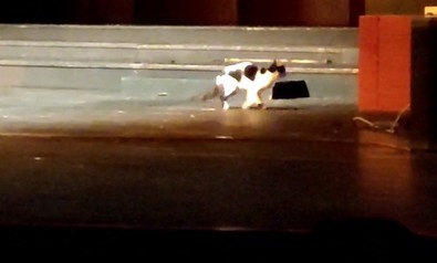 Eskişehir'de yapılan senfoni konserinde sahneye davetsiz bir misafir atladı. Misafirin şaşkın halleri seyircilere eğlenceli dakikalar yaşattı - Resim : 1