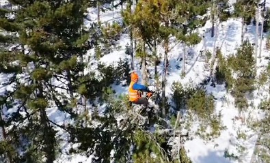 Kütahya'da onları ağacın tepesinde görürseniz şaşırmayın! 25-30 metre boyundaki ağaçlara tırmanıyorlar - Resim : 1