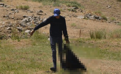 Etraflarını telle çevirerek gözü gibi sakınıyordu. 35 tane koyunun bulunduğu barınağa daldılar. Hepsini tek tek parçalayarak öldürdüler - Resim : 1
