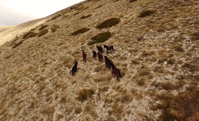 Amasya'da doğa fotoğrafı çekmek için yaylaya çıktı. Nadir görülen canlıları sürü halinde görünce dron ile kayda aldı - Resim : 1