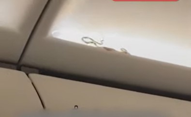 Bu bir film sahnesi değil! Uçaktaki kaçak canlı, görenleri hayrete düşürdü. Cesur kabin memuru onu görünce acilen harekete geçti - Resim : 1