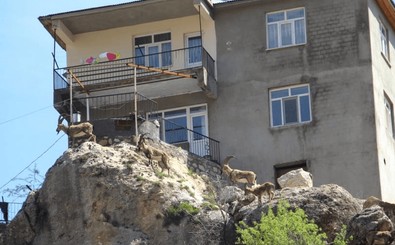 Görenler gözlerini iki defa açıp kapatıyor… Yaban hayatına ait hayvanlar şimdi de mahallede görüldü - Resim : 1