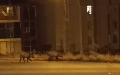 Ardahan'da önce sürü halinde merkeze indiler, yurt bahçesine girip adım adım yiyecek aradılar - Resim : 1