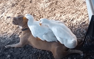 Herkesin görünce arkasını dönüp kaçtığı bu köpek ile hangi canlının olduğunu görünce şaşkına döneceksiniz... Böyle bir dostluğun örneği dünya üzerinde yoktur - Resim : 1