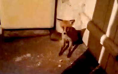 Ardahan'da aç kalınca bir anda evin içerisine kadar daldı. Vatandaşlar korkudan oldukları yere kilitlenip kaldı - Resim : 1