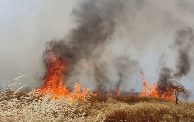 Buğday ekili tarlada yangın çıktı! Çıkan yangında 350 dönümlük buğday küle döndü! - Resim : 1